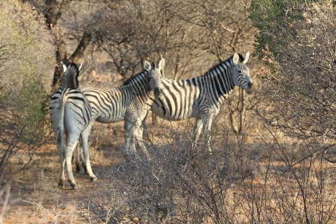 Around Gaborone Adventure Gaborone: Local Highlights Day Trip with Game Drive & Lunch