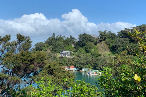 Waiheke Island: Skog och strand: Guidad promenad i premiumklassWaiheke Island: Skog och strand - guidad promenad