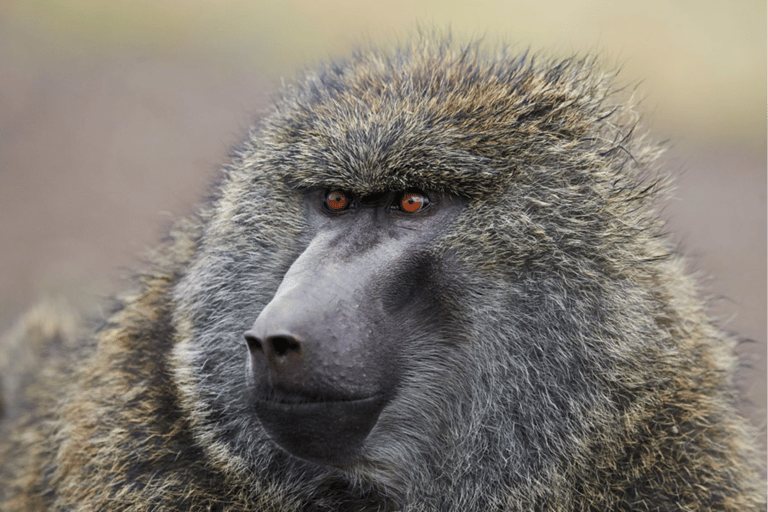 Addis Ababa: 3 Days Awash National park Safari Tour