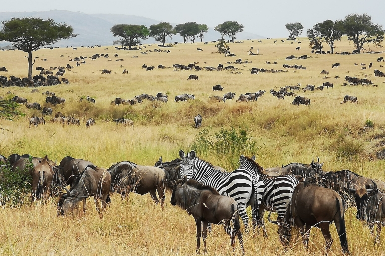 Die komplette Afrika Safari Tour