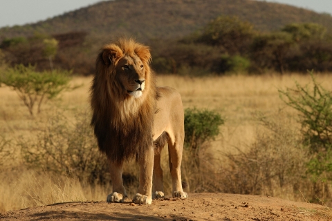 De complete Afrika-safariDe complete Afrika Safari Tour
