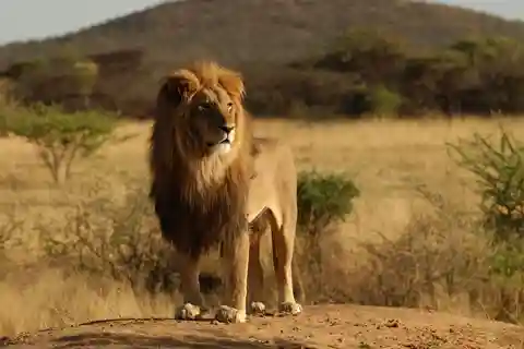 Desde Arusha : Safari por el Norte de África en 11 días