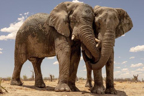 Windhoek: Etosha National Park Wildlife Watching 3-Day Trip