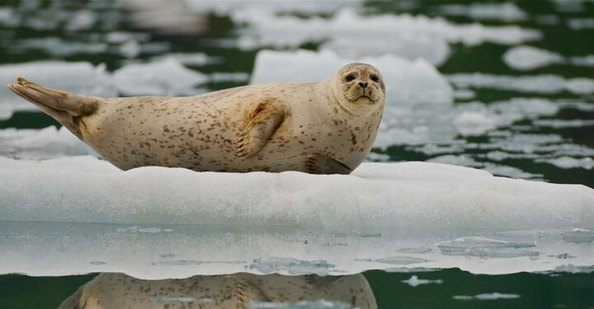 From Whittier, Glacier Quest Cruise with Onboard Lunch - Housity