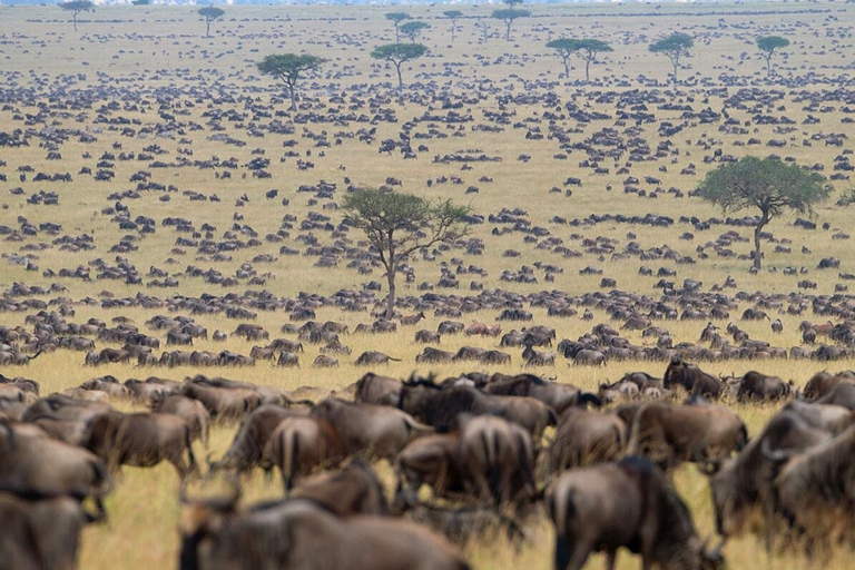 Safari de 4 jours au Masai Mara pour la Grande Migration des gnous