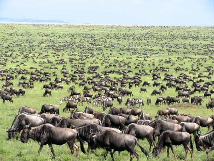 Masai Mara Safari De 4 Jours Pour La Grande Migration Des Gnous