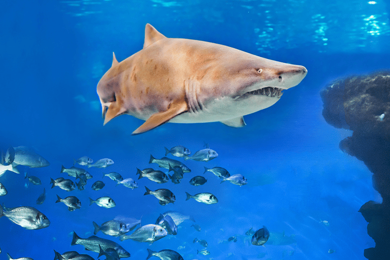 Palma de Mallorca: Shark Dive at Palma Aquarium