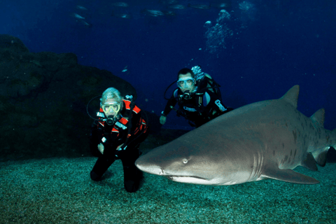 Palma de Mallorca: Hajdyk på Palma AquariumPalma de Mallorca: hajdykning på Palma Aquarium