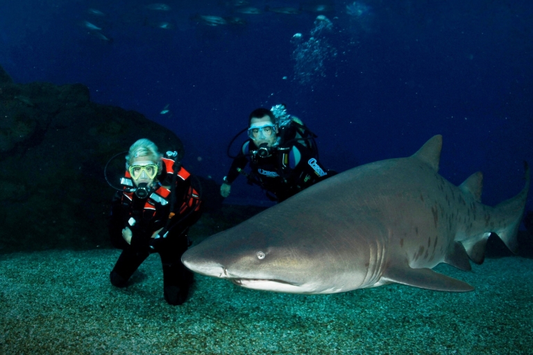Mallorca: Bucea con tiburonesBucea con tiburones
