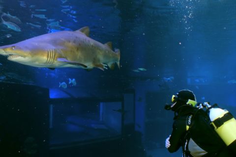 Palma de Mallorca: Shark Dive at Palma Aquarium