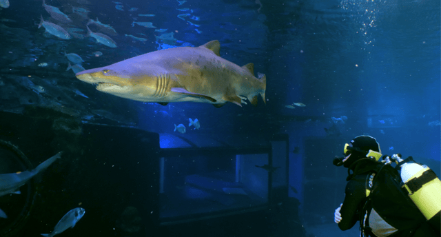 Palma de Mallorca: Shark Dive at Palma Aquarium