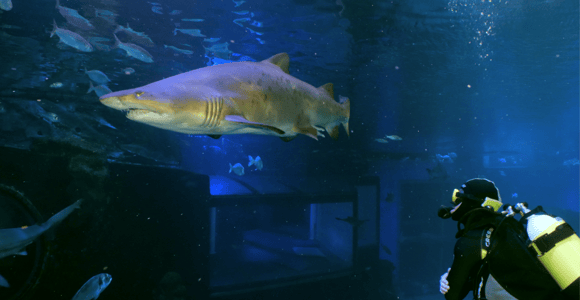 Palma de Mallorca: Hai-Tauchgang im Palma Aquarium