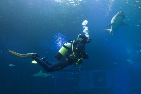 Mallorca: Bucea con tiburonesBucea con tiburones