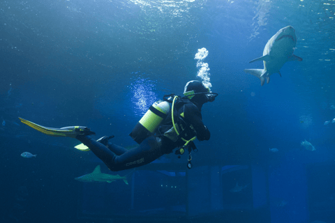 Palma de Mallorca: Shark Dive at Palma Aquarium