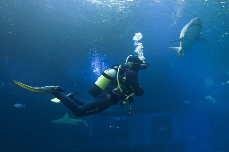 Palma de Mallorca: Mergulho com tubarões no Aquário de PalmaPalma de Mallorca: Shark Dive no Aquário de Palma