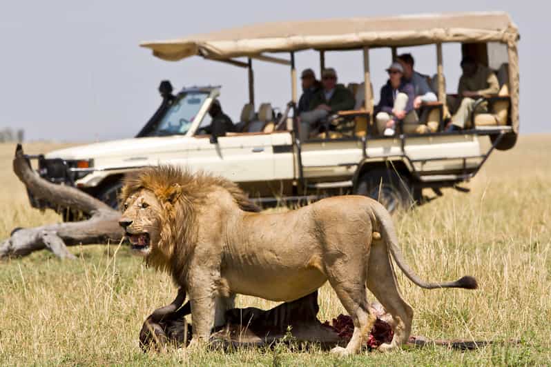 Masai Mara Gnuernes store vandring 4dages safari GetYourGuide