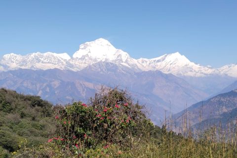 From Pokhara: 4-Day Annapurna and Poon Hill Himalayan Trek