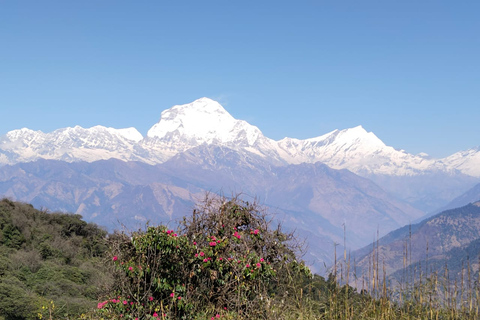 De Pokhara: Caminhada de 4 dias pelo Annapurna e Poon Hill no HimalaiaDe Pokhara: Annapurna de 4 dias e Poon Hill Himalayan Trek