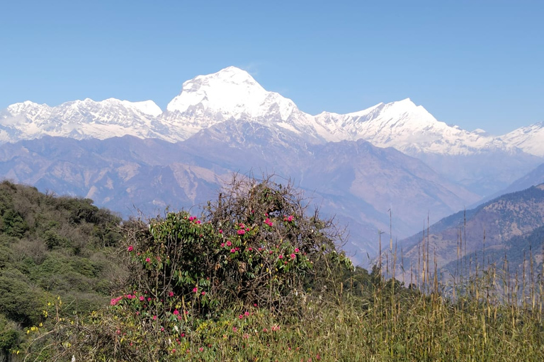 De Pokhara: Caminhada de 4 dias pelo Annapurna e Poon Hill no HimalaiaDe Pokhara: Annapurna de 4 dias e Poon Hill Himalayan Trek