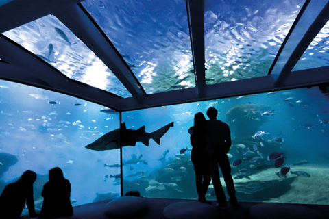 Palma de Mallorca: Hajdyk på Palma AquariumPalma de Mallorca: hajdykning på Palma Aquarium