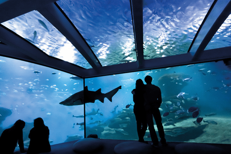 Palma de Mallorca: Hajdyk på Palma AquariumPalma de Mallorca: hajdykning på Palma Aquarium