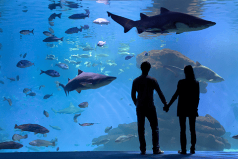 Palma de Mallorca: Hajdyk på Palma AquariumPalma de Mallorca: hajdykning på Palma Aquarium