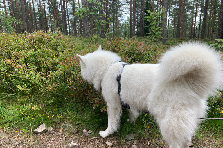 Randonnée dans la forêt sauvage