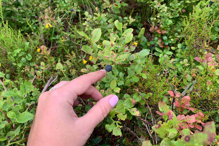 Randonnée dans la forêt sauvage