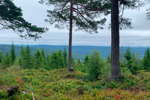 Randonnée dans la forêt sauvage