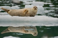De Whittier/Anchorage, el Príncipe William Sound Glacier Cruise - Housity