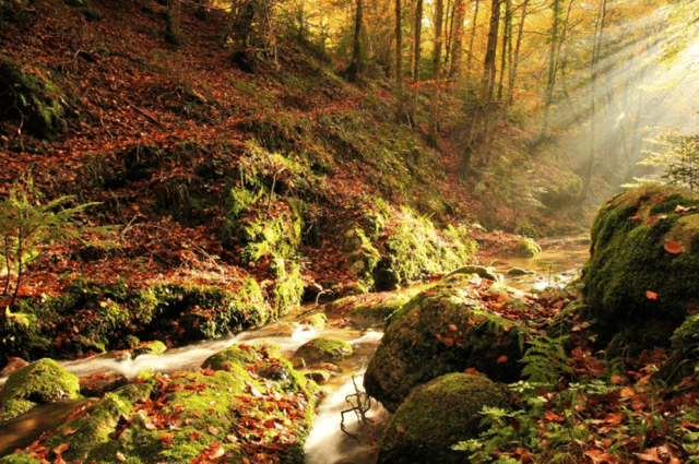 Visit Pizzo Scolacium Archaeology Park & Serre Natural Park Tour in Pizzo Calabro