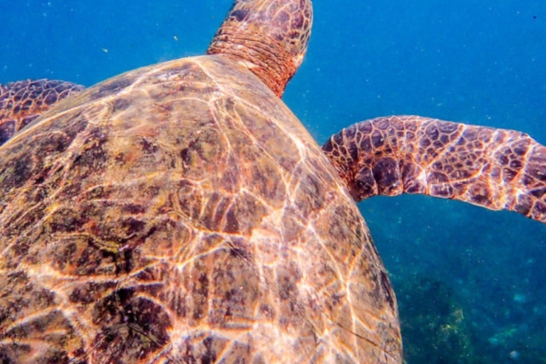 South Plazas en Punta Carrion Day Tour: snorkelen + dieren in het wild