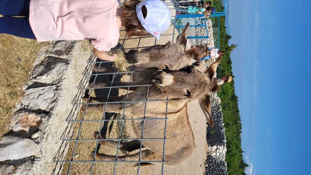 Visit Šmrika (near Rijeka/Krk/Crikvenica) Donkey Farm Entry Ticket in Šmrika