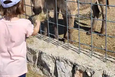 Šmrika (bei Rijeka/Krk/Crikvenica) Eselsfarm Eintrittskarte