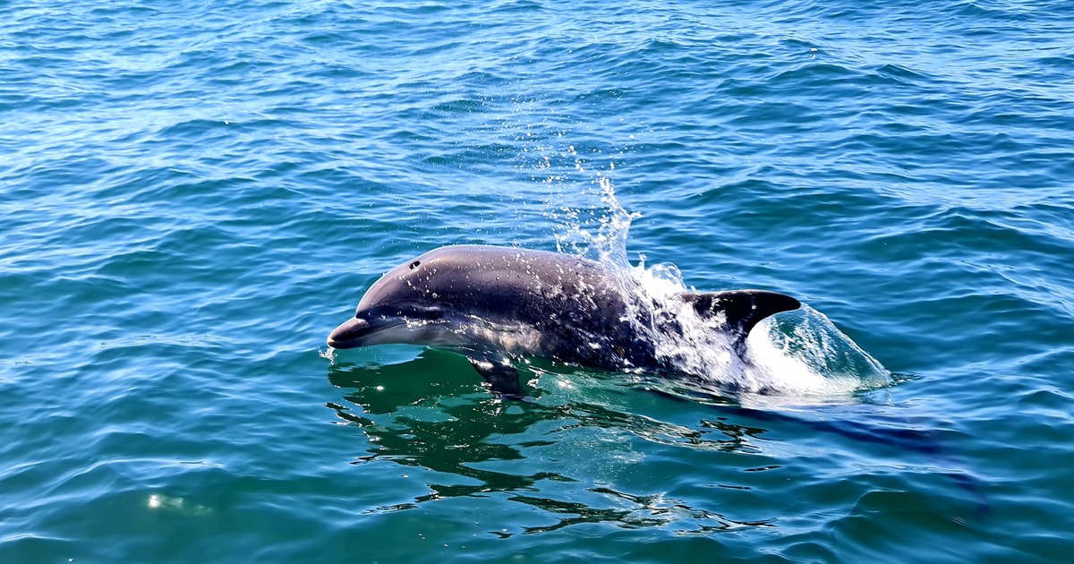 Dolphin Watch | GetYourGuide