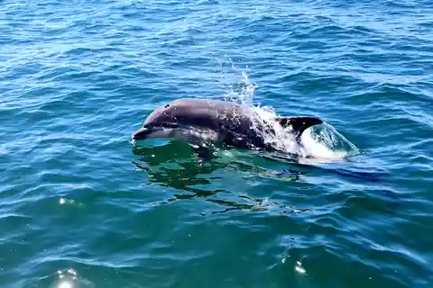 Observation des dauphins