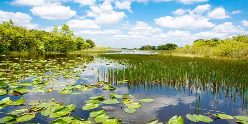 Miami: Small Group Everglades Express Tour with Airboat Ride | GetYourGuide