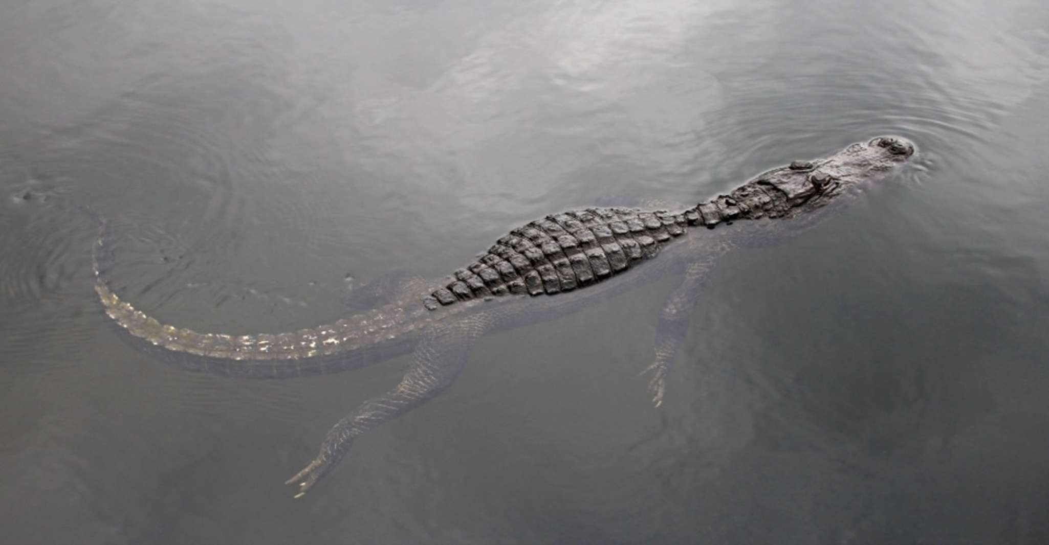 Miami Everglades Express Airboat Ride photo 13