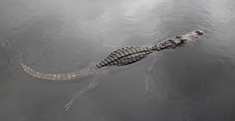 Miami Everglades Express Airboat Ride photo 13
