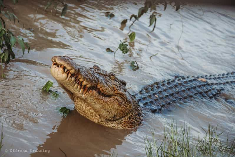 From Darwin: Top End Highlights 3-day Guided Tour | GetYourGuide