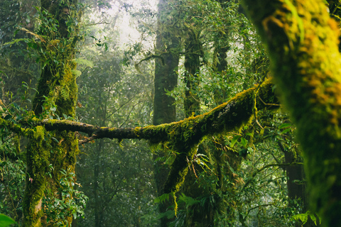 Chiang Mai: Doi Inthanon Highlights and Hiking Private Tour