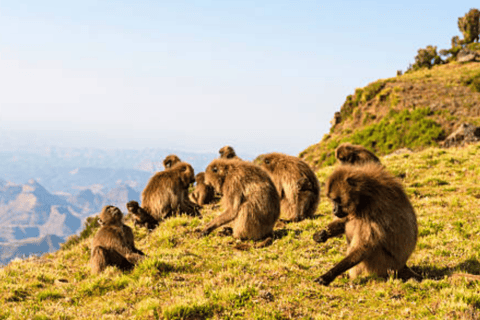 8-Day Ethiopia by Air: Blue Nile Falls, Simien & Lalibela