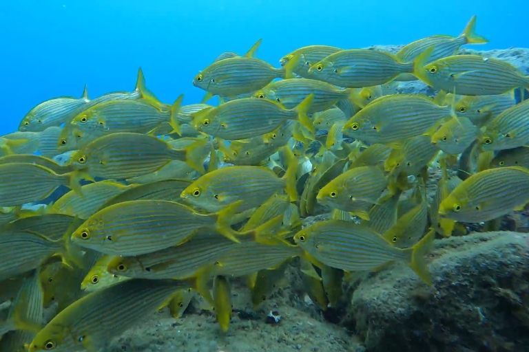 Madera: nurkowanie z rurką w rezerwacie morskim Garajau