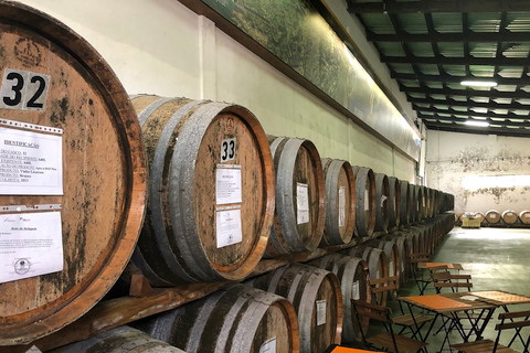 Pico Wine Tour: Get to know Pico's wines