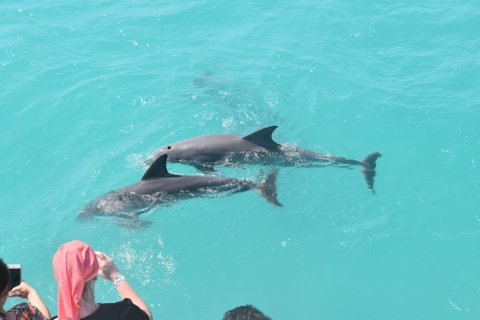 Épico safari en un banco de arena con experiencia en un parque infantil con delfines