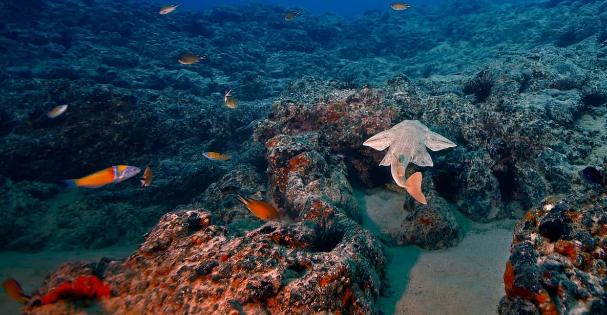 Lanzarote 2dive package in Playa Blanca certified divers GetYourGuide