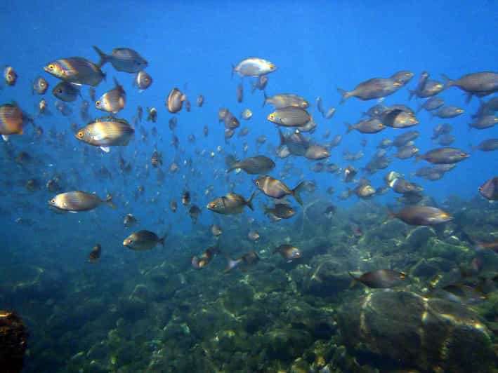 Lanzarote 2dive package in Playa Blanca certified divers GetYourGuide