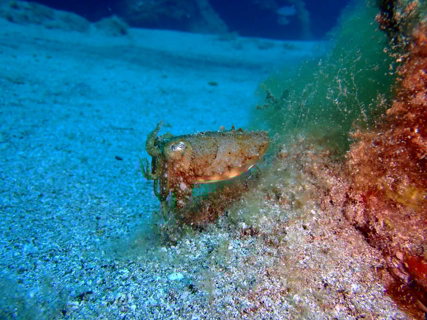 Lanzarote 2dive package in Playa Blanca certified divers GetYourGuide