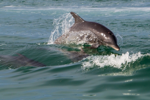 Epische Sandbar-safari met Dolphin Playground-ervaring