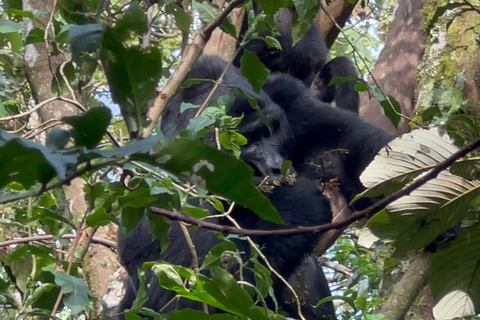 Excursión de 1 día a Uganda para hacer senderismo con gorilas desde Kigali (Ruanda)